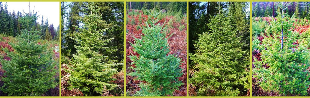 Trees_header-bottom