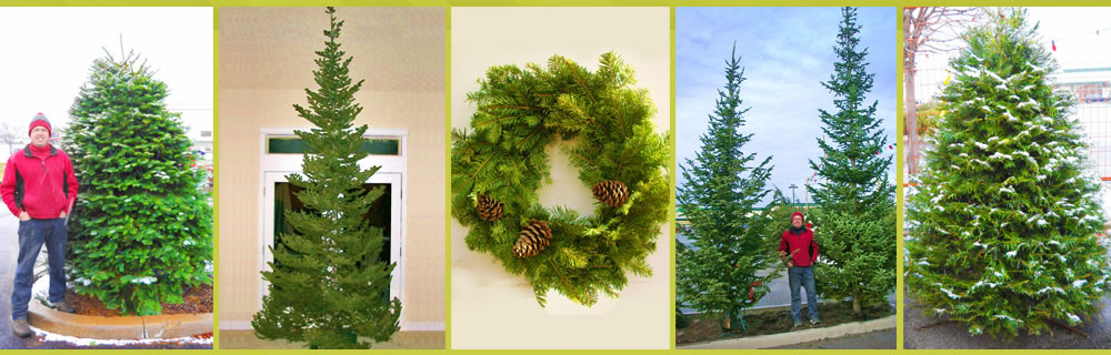 Trees_header-mid